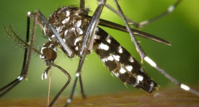 778 Dengue Cases Reported in First Week of Dec